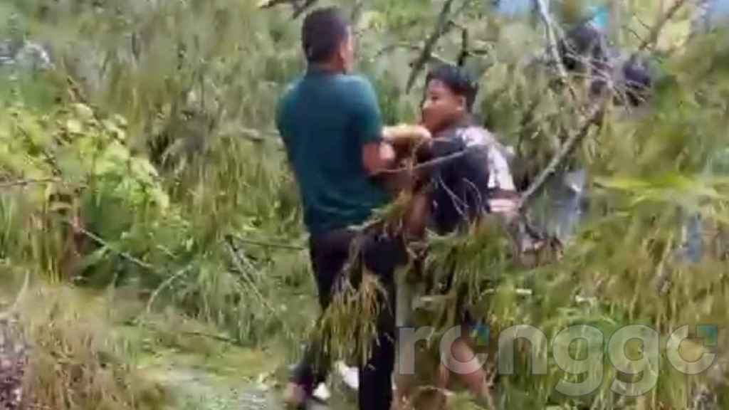 Tertimpa Pohon Tumbang, Pemilik Warung di Kawasan Nglirip Tuban Alami Patah&nbsp;Tulang