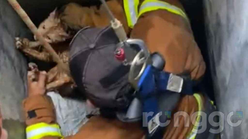 Petugas Damkar Tuban Kembali Selamatkan Nyawa Meong Tercebur ke&nbsp;Sumur