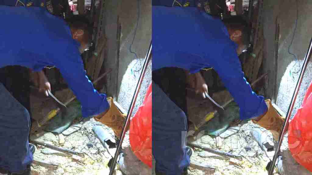 Ular Piton Sepanjang 3 Meter Bersarang di Closet Duduk Warga Desa Penambangan Semanding